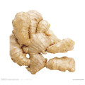 Shandong Factory Yellow Ginger